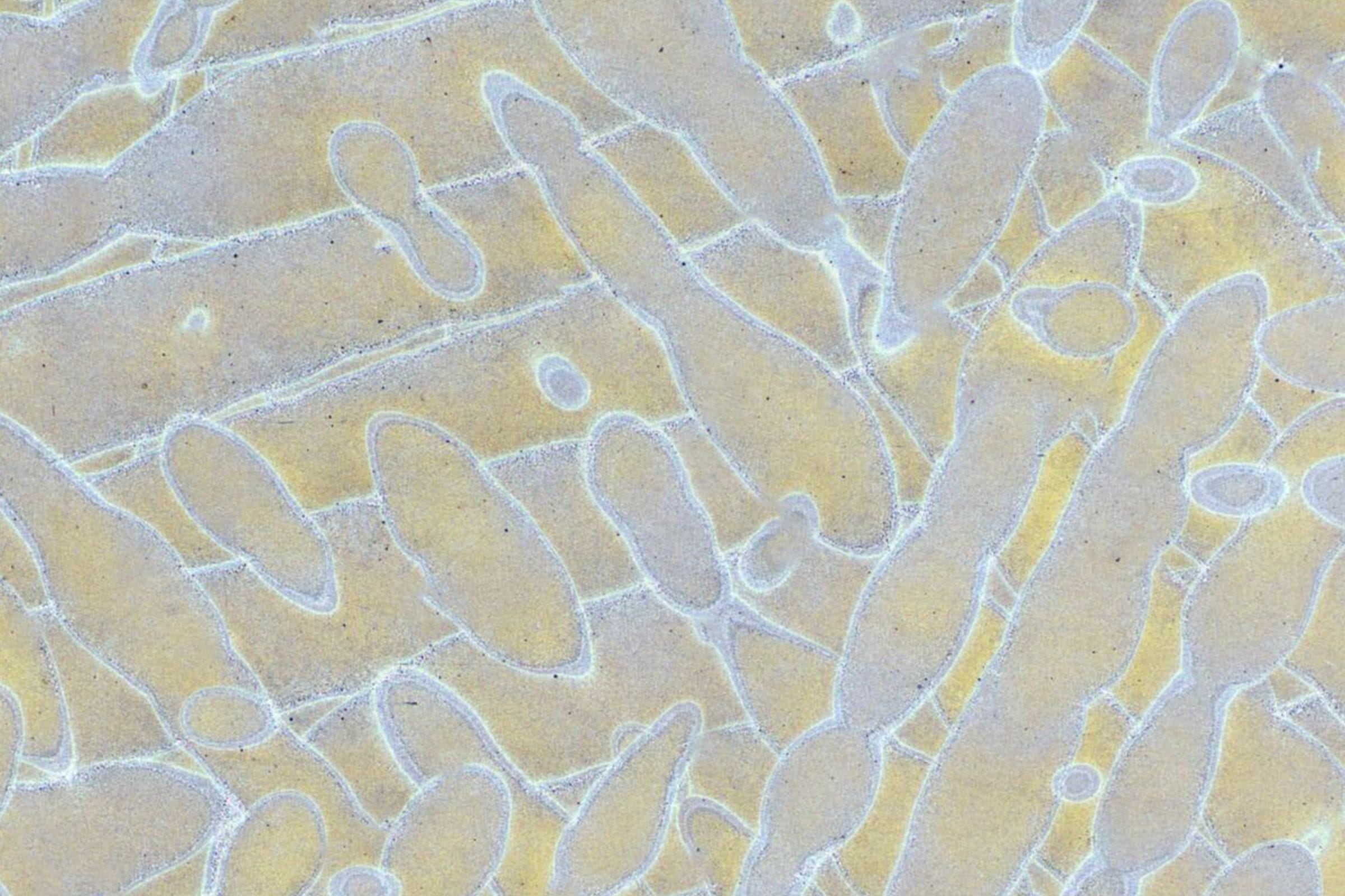 bg fixed background micrograph metal 3d print